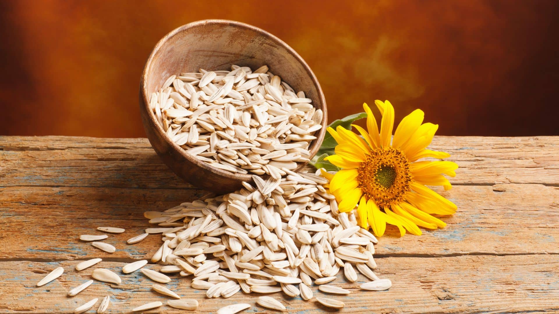 Shelled sunflower seeds spilling out of a rustic wooden bowl onto a wooden table next to a yellow sunflower bloom.