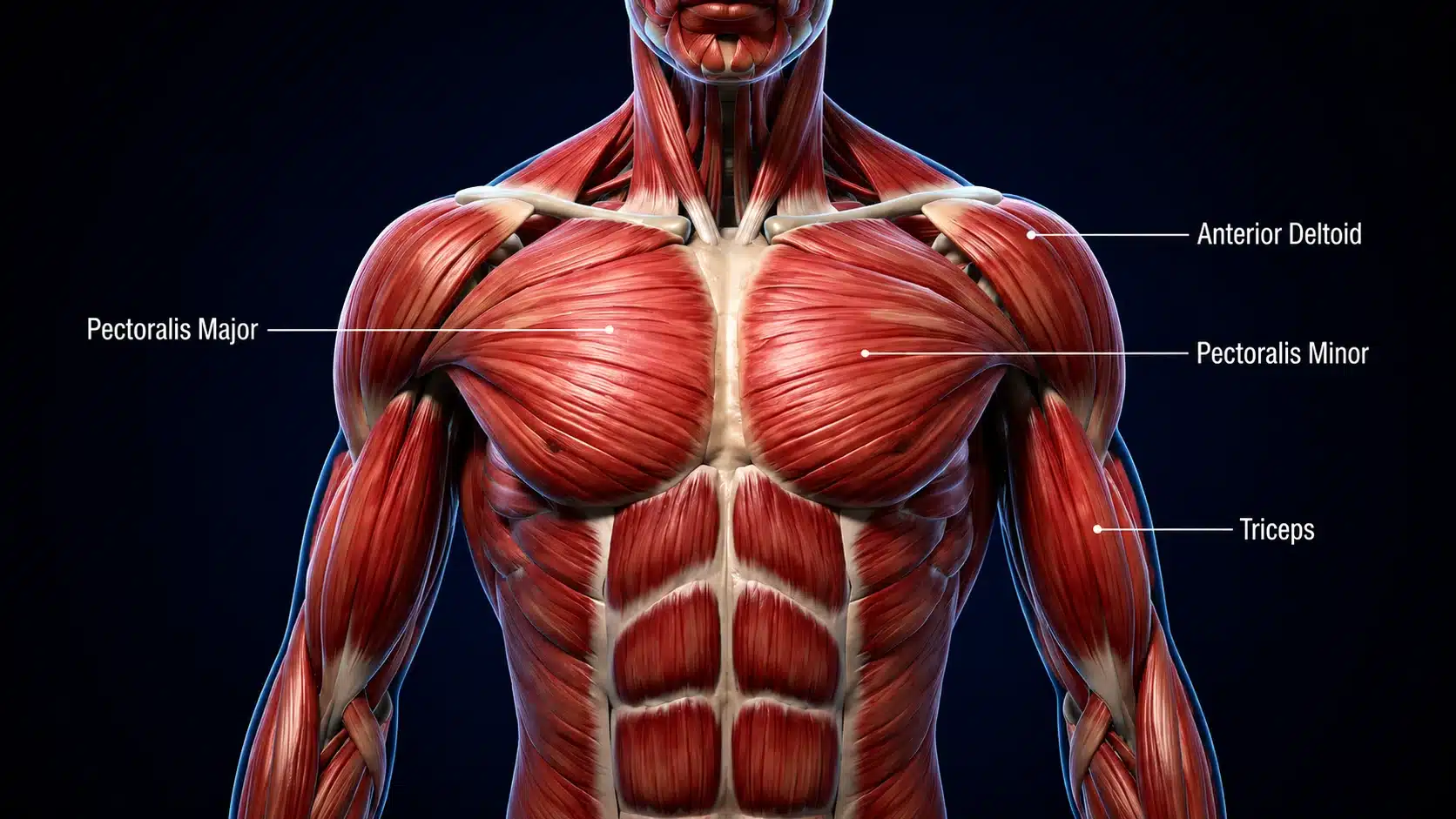 Medical anatomy illustration showing chest muscles targeted during dumbbell exercises with clearly labeled pectoralis major, minor, shoulders, and triceps.