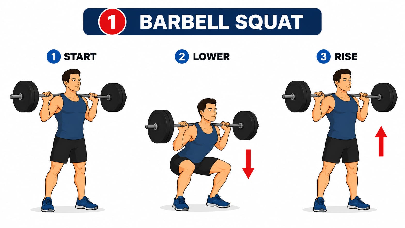 A three-step diagram showing the start position, lower squat, and upward rise for a barbell squat.