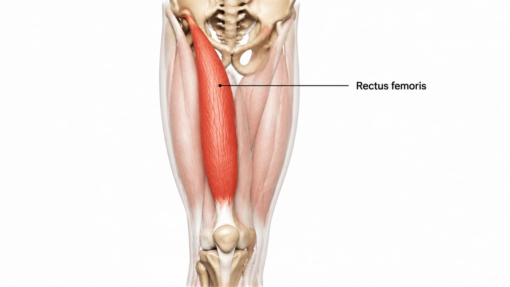 Anatomical illustration highlighting the rectus femoris muscle in the center of the front thigh.