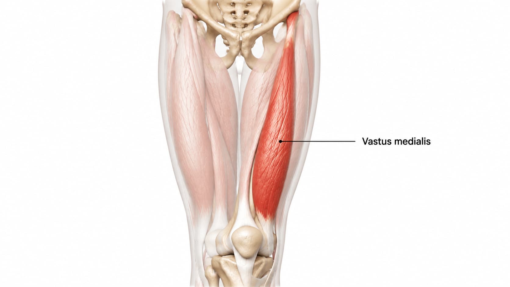Anatomical illustration highlighting the vastus medialis muscle on the inner front portion of the thigh near the knee.