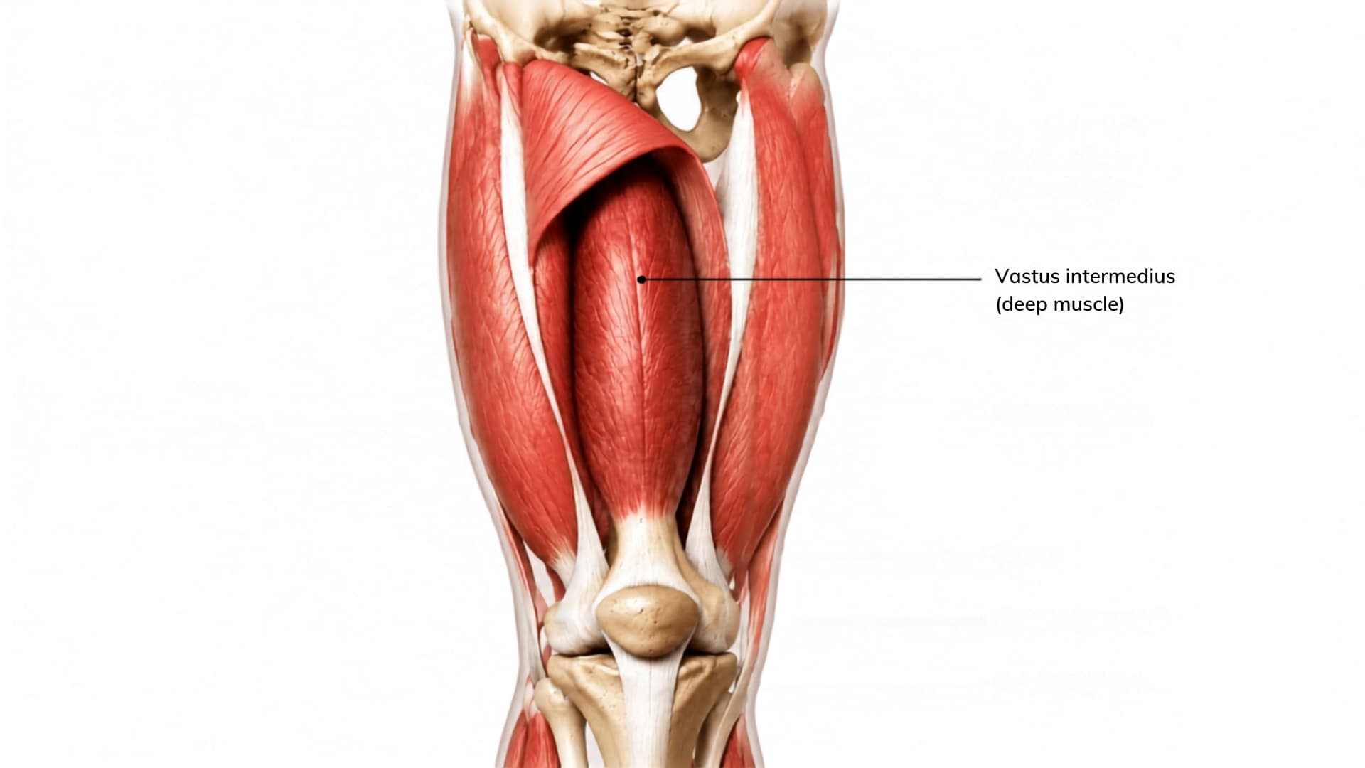 Anatomical illustration of the front thigh showing the deep vastus intermedius muscle beneath the quad group.
