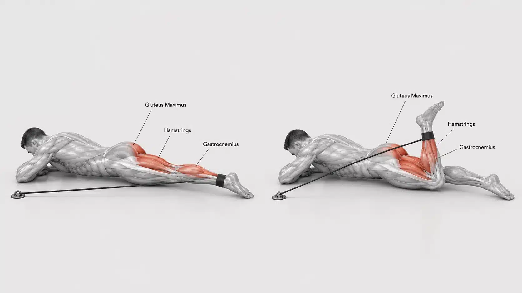Figures performing a banded hamstring curl exercise to strengthen hamstrings in a gym.