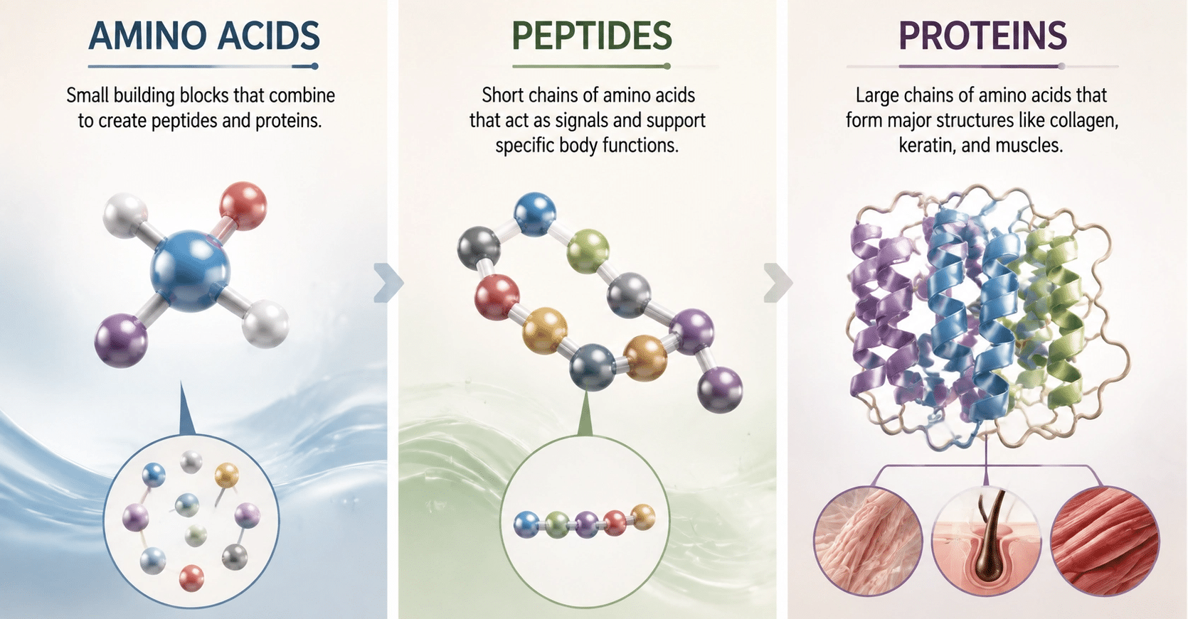 Infographic comparing amino acids, peptides, and proteins with molecular structures and their roles in the body.