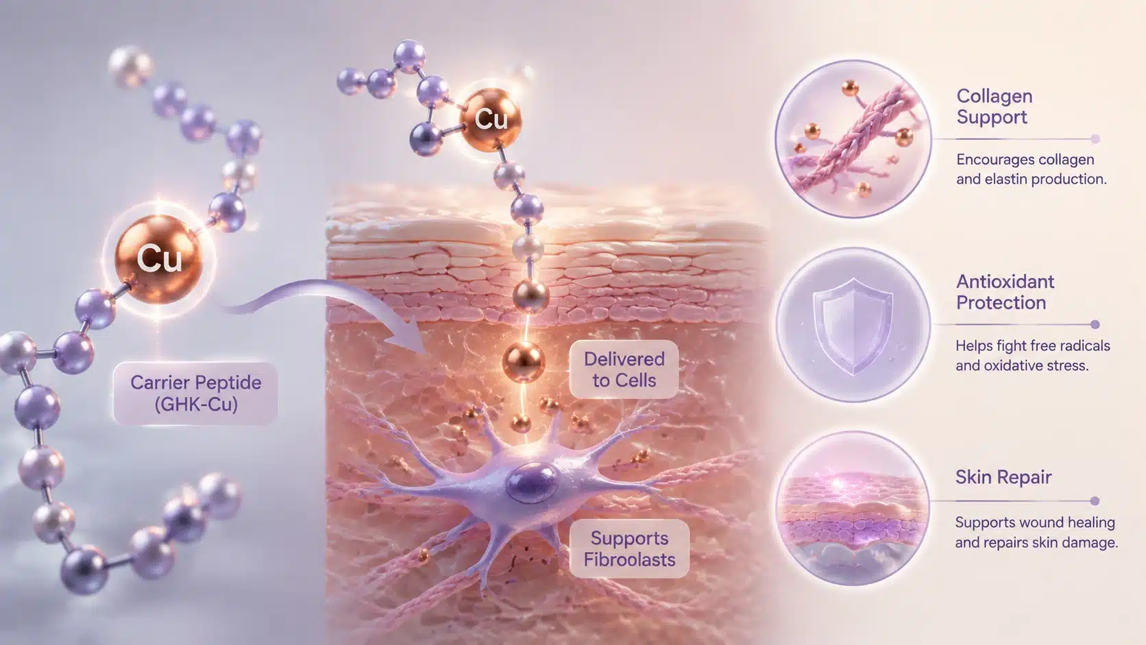 Medical infographic showing carrier peptides delivering copper to skin cells for collagen support and repair.