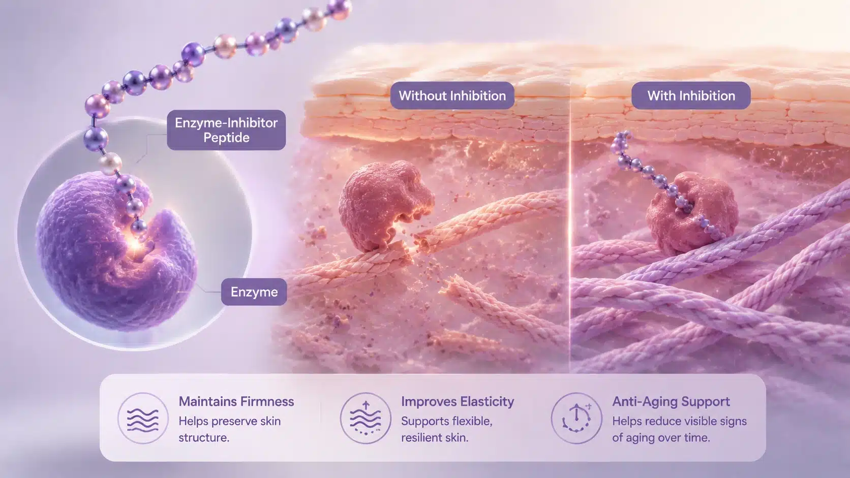 Scientific illustration showing enzyme-inhibitor peptides protecting collagen fibers and supporting skin firmness.