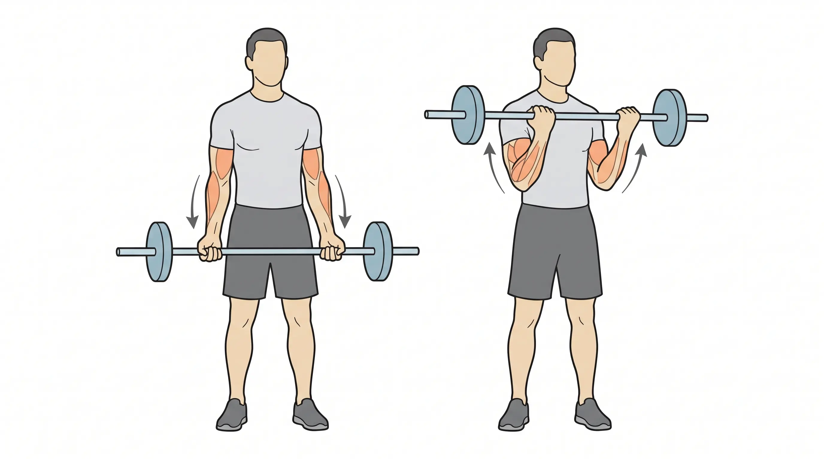 Person performing a biceps curl with weights using controlled arm movement.